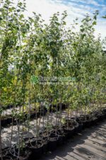 Populus alba ( Plop alb )