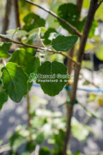Populus alba ( Plop alb ) - imagine 2