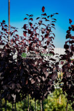 Prunus cerasifera Pissardii PA ( Corcodus Rosu ) - imagine 2