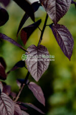 Prunus cerasifera Pissardii PA ( Corcodus Rosu ) - imagine 3