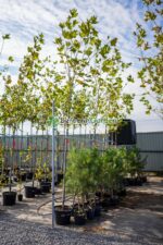 Platanus Hispanica/Acerifolia ( Platan Englezesc )