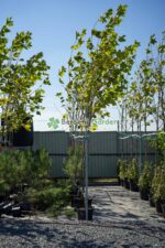 Platanus Hispanica/Acerifolia ( Platan Englezesc ) - imagine 2
