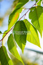 Prunus serrulata Kanzan PA ( Cires Japonez Kazan ) - imagine 2