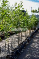 Quercus palustris Green Pillar ( Stejar verde columnar )