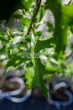 Quercus palustris Green Pillar ( Stejar verde columnar ) - imagine 2