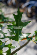 Quercus palustris Green Pillar ( Stejar verde columnar ) - imagine 3