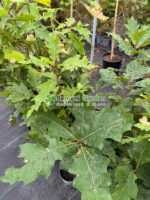 Quercus rubra ( Stejar rosu ) - imagine 2