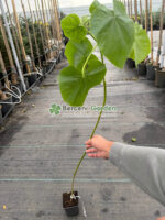 Paulownia Tomentosa ( Arborele printesei )