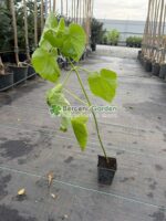 Paulownia Tomentosa ( Arborele printesei ) - imagine 2