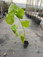 Paulownia Tomentosa ( Arborele printesei ) - imagine 3