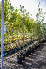 Laburnum watereri Vossi ( Salcam Galben )
