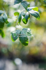 Laburnum watereri Vossi ( Salcam Galben ) - imagine 2