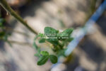 Laburnum watereri Vossi ( Salcam Galben ) - imagine 3