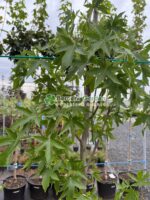 Liquidambar styraciflua Worplesdon ( Arbore de Guma Dulce )