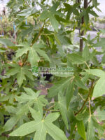 Liquidambar styraciflua Worplesdon ( Arbore de Guma Dulce ) - imagine 2