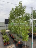 Liquidambar styraciflua Worplesdon ( Arbore de Guma Dulce ) - imagine 3