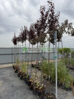 Prunus cerasifera Niagra PA ( Corcodus Rosu )