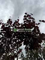 Prunus cerasifera Niagra PA ( Corcodus Rosu ) - imagine 2