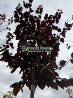 Prunus cerasifera Niagra PA ( Corcodus Rosu ) - imagine 3
