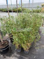 Salix erythroflexuosa ( Salcie Rasucita Aurie )