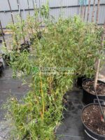Salix erythroflexuosa ( Salcie Rasucita Aurie ) - imagine 2