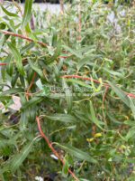 Salix erythroflexuosa ( Salcie Rasucita Aurie ) - imagine 3