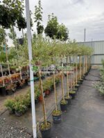 Salix gracilistyla 'Mt Aso' PA ( Salcie Japoneza Roz )