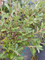 Salix gracilistyla 'Mt Aso' PA ( Salcie Japoneza Roz ) - imagine 2