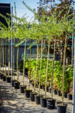 Salix integra  Hakuro-nishiki PA ( Salcie Japoneza Pitica )