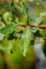 Salix integra  Hakuro-nishiki PA ( Salcie Japoneza Pitica ) - imagine 2