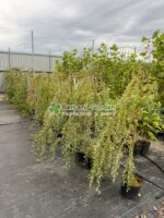 Salix integra Pendula PA ( Salcie Japoneza Decorativa )