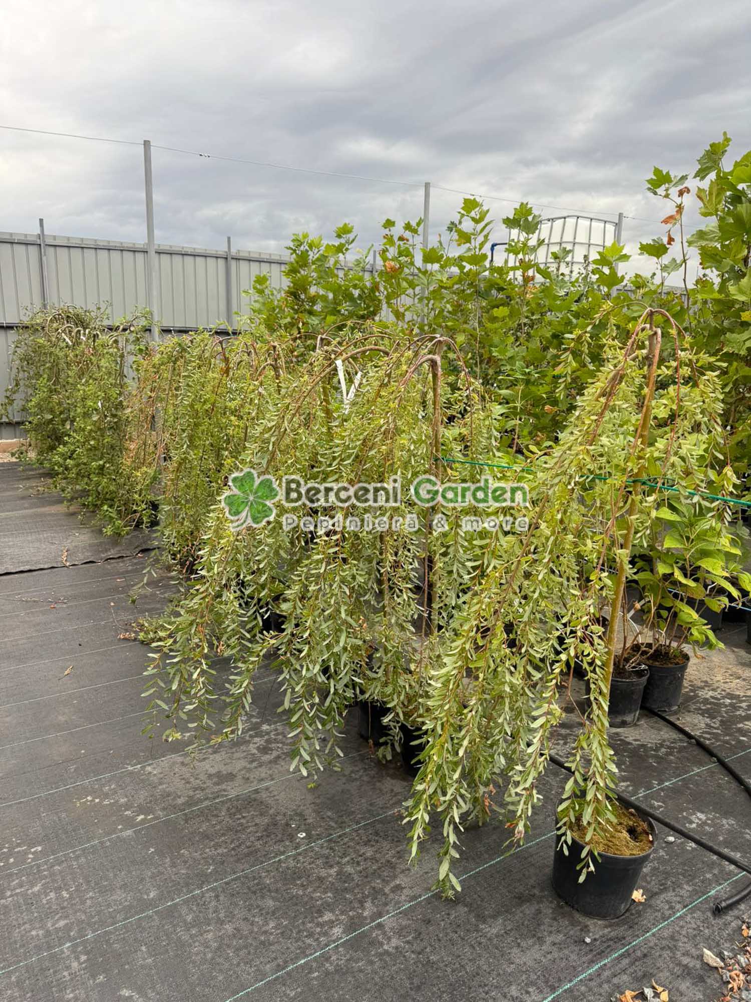 20.70.01.1.vanzare-plante-online Salix integra Pendula PA ( Salcie Japoneza Decorativa ) - imagine 1