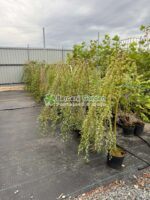 Salix integra Pendula PA ( Salcie Japoneza Decorativa ) - imagine 2