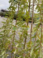 Salix integra Pendula PA ( Salcie Japoneza Decorativa ) - imagine 3