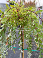 Salix integra Pendula PA ( Salcie Japoneza Decorativa )