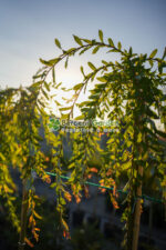Salix integra Pendula PA ( Salcie Japoneza Decorativa ) - imagine 2