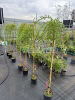 Salix integra Pendula PA ( Salcie Japoneza Decorativa ) - imagine 3