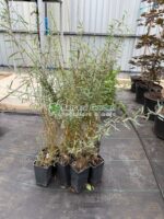 Salix purpurea Nana ( Salcie Purpurie Pitica )