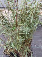 Salix purpurea Nana ( Salcie Purpurie Pitica ) - imagine 2