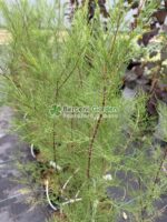 Tamarix Parviflora ( Tamarix cu Flori Mici Roz )