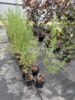 Tamarix Parviflora ( Tamarix cu Flori Mici Roz ) - imagine 2