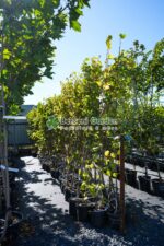 Tilia Cordata Greenspire ( Tei Mirositor )