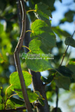 Tilia Cordata Greenspire ( Tei Mirositor ) - imagine 2