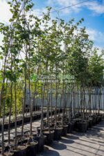 Tilia Cordata Greenspire ( Tei Mirositor )