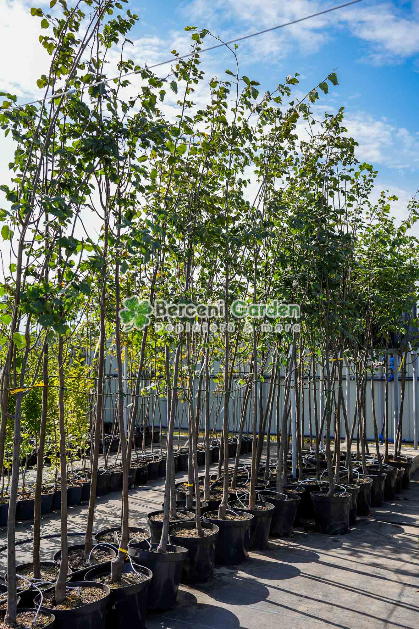 20.81.02.1.vanzare-plante-online Tilia Cordata Greenspire ( Tei Mirositor ) - imagine 1
