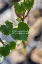Tilia Cordata Greenspire ( Tei Mirositor ) - imagine 2