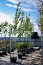 Tilia Cordata Greenspire ( Tei Mirositor )
