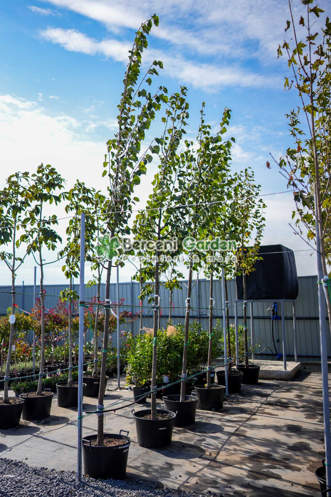 20.81.03.1.vanzare-plante-online Tilia Cordata Greenspire ( Tei Mirositor ) - imagine 1