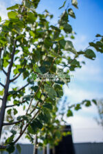 Tilia Cordata Greenspire ( Tei Mirositor ) - imagine 2