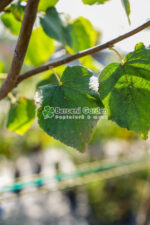 Tilia Cordata Greenspire ( Tei Mirositor ) - imagine 3